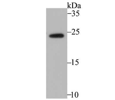 Western Blot: Rheb Antibody (JG37-12) [NBP2-75646] - Analysis of Rheb on mouse placenta tissue lysates. Proteins were transferred to a PVDF membrane and blocked with 5% BSA in PBS for 1 hour at room temperature. The primary antibody (1/500) was used in 5% BSA at room temperature for 2 hours. Goat Anti-Rabbit IgG - HRP Secondary Antibody at 1:200,000 dilution was used for 1 hour at room temperature.