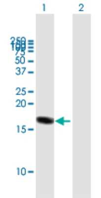 Western Blot: Rheb Antibody [H00006009-B01P] - Analysis of RHEB expression in transfected 293T cell line by RHEB polyclonal antibody.  Lane 1: RHEB transfected lysate(20.24 KDa). Lane 2: Non-transfected lysate.