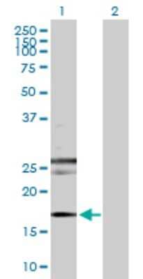 Western Blot: Rheb Antibody [H00006009-D01P] - Analysis of RHEB expression in transfected 293T cell line by RHEB polyclonal antibody.Lane 1: RHEB transfected lysate(20.50 KDa).Lane 2: Non-transfected lysate.