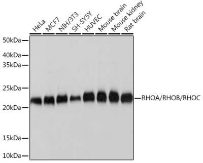 Western Blot RhoC Antibody (7X5I9)