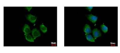 Immunocytochemistry/Immunofluorescence: RhoC Antibody [NBP2-20156] - Sample: A431 cells were fixed in iced-cold MeOH for 5 min. Green: RHOC protein stained by RhoC antibody diluted at 1:500. Blue: Hoechst 33342 staining.