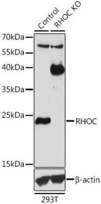 <b>Genetic Strategies Validation. </b>Western Blot: RhoC Antibody [NBP3-03322] - Analysis of extracts from normal (control) and RHOC knockout (KO) 293T cells, using RhoC antibody at 1:1000 dilution. Secondary antibody: HRP Goat Anti-Rabbit IgG (H+L) at 1:10000 dilution. Lysates/proteins: 25ug per lane. Blocking buffer: nonfat dry milk in TBST.