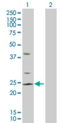 Western Blot: RhoC Antibody [H00000389-D01P] - Analysis of RHOC expression in transfected 293T cell line by RHOC polyclonal antibody.Lane 1: RHOC transfected lysate(22.00 KDa).Lane 2: Non-transfected lysate.