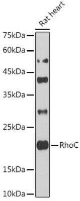 Western Blot: RhoC Antibody [NBP3-03322] - Analysis of extracts of Rat heart cells, using RhoC antibody at 1:1000 dilution.Secondary antibody: HRP Goat Anti-Rabbit IgG (H+L) at 1:10000 dilution.Lysates/proteins: 25ug per lane. Blocking buffer: 3% nonfat dry milk in TBST.Detection: ECL Basic Kit. Exposure time: 90s.