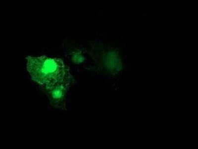 Immunocytochemistry/Immunofluorescence: RhoD Antibody (OTI2F7) - Azide and BSA Free [NBP2-73889] - Staining of COS7 cells transiently transfected by pCMV6-ENTRY RhoD.