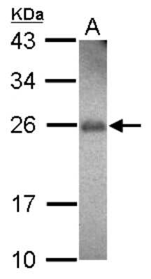 Western Blot: RhoF Antibody [NBP2-20157] - Sample (30 ug of whole cell lysate) A: U87-MG 12% SDS PAGE gel, diluted at 1:500.