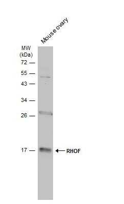 Western Blot: RhoF Antibody [NBP2-20157] - Mouse tissue extract (50 ug) was separated by 12% SDS-PAGE, and the membrane was blotted with RHOF antibody [N1C3] diluted at 1:500. The HRP-conjugated anti-rabbit IgG antibody (NBP2-19301) was used to detect the primary antibody.