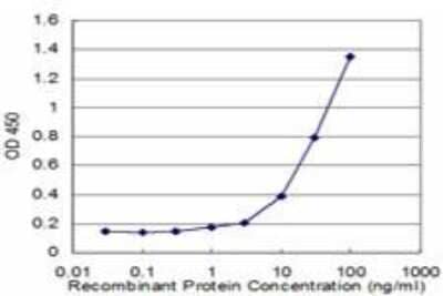 ELISA: RhoG Antibody (2E6) [H00000391-M05] - RhoG Antibody (2E6) [H00000391-M05] - Detection limit for recombinant GST tagged RHOG is approximately 1ng/ml as a capture antibody.