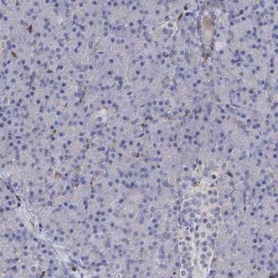 Immunohistochemistry-Paraffin: RhoG Antibody [NBP1-88832] - Staining of human pancreas shows low expression as expected.