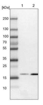 Western Blot: RhoG Antibody [NBP1-88832] - Lane 1: NIH-3T3 cell lysate (Mouse embryonic fibroblast cells). Lane 2: NBT-II cell lysate (Rat Wistar bladder tumor cells).