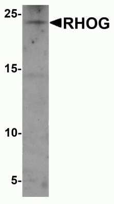 Western Blot RhoG Antibody - BSA Free