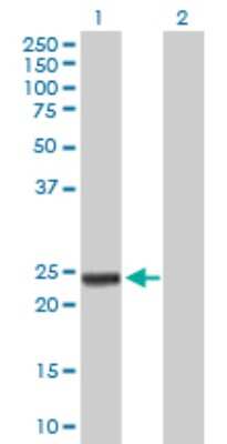 Western Blot: RhoGDI Antibody [H00000396-B02P] - Analysis of ARHGDIA expression in transfected 293T cell line by ARHGDIA polyclonal antibody.  Lane 1: ARHGDIA transfected lysate(22.44 KDa). Lane 2: Non-transfected lysate.