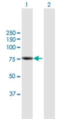 Western Blot: Rhophilin 2 Antibody [H00085415-B01P] - Analysis of RHPN2 expression in transfected 293T cell line by RHPN2 polyclonal antibody.  Lane 1: RHPN2 transfected lysate(75.46 KDa). Lane 2: Non-transfected lysate.