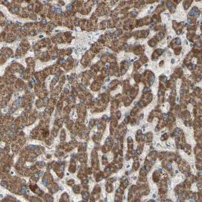 Immunohistochemistry-Paraffin: Rhot1 Antibody [NBP1-89011] - Staining of human liver shows positivity in hepatocytes.