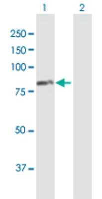 Western Blot: Rhot1 Antibody [H00055288-B01P] - Analysis of RHOT1 expression in transfected 293T cell line by RHOT1 polyclonal antibody.  Lane 1: RHOT1 transfected lysate(72.49 KDa). Lane 2: Non-transfected lysate.