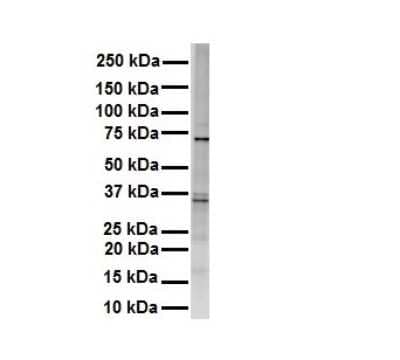 Western Blot: Rhot1 Antibody [NBP1-59022] - Antibody  Titration: 1 ug/ml HEK293.