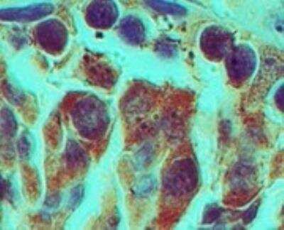 Immunohistochemistry-Paraffin: Rhox2 Antibody [NBP2-23832] - Rhox2 in formalin-fixed, paraffin-embedded mouse testis tissue using NBP2-23832 at 1:100.