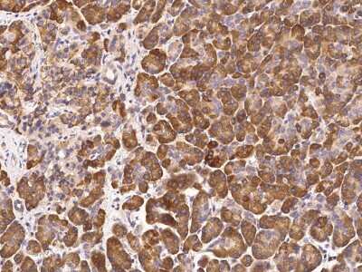 Immunohistochemistry-Paraffin: Ribonuclease A Antibody [NBP3-00131] - Immunochemical staining of human Ribonuclease A in human pancreas with rabbit polyclonal antibody (1:2000, formalin-fixed paraffin embedded sections).