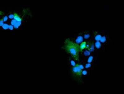 Immunocytochemistry/Immunofluorescence: Ribonuclease Inhibitor Antibody (1B7) [NBP2-03254] - Staining of COS7 cells transiently transfected by pCMV6-ENTRY Ribonuclease Inhibitor.