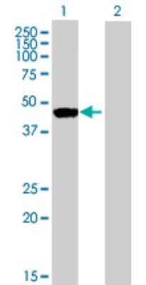 Western Blot: Ribonuclease Inhibitor Antibody [H00006050-B01P] - Analysis of RNH1 expression in transfected 293T cell line by RNH1 polyclonal antibody.  Lane 1: RNH1 transfected lysate(50.71 KDa). Lane 2: Non-transfected lysate.