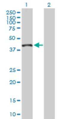 Western Blot: Ribonuclease Inhibitor Antibody [H00006050-D01P] - Analysis of RNH1 expression in transfected 293T cell line by RNH1 polyclonal antibody.Lane 1: RNH1 transfected lysate(50.00 KDa).Lane 2: Non-transfected lysate.