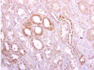 Immunohistochemistry-Paraffin: Ribophorin I Antibody [NBP1-32704] -  Paraffin-embedded human normal kidney. Ribophorin I antibody [C2C3], C-term  diluted at 1:500.