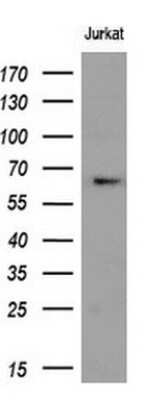 Western Blot: Ribophorin I Antibody (OTI5B1) - Azide and BSA Free [NBP2-73905] - Analysis of extracts (10ug) from 1 cell line.