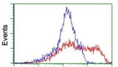 Flow Cytometry: Ribophorin I Antibody (OTI5B1) [NBP2-45633] - Analysis of HEK293T cells transfected with either overexpress plasmid(Red) or empty vector control plasmid(Blue) were immunostained by Ribophorin I antibody.