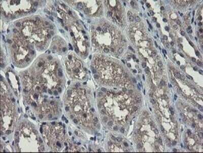 Immunohistochemistry: Ribophorin I Antibody (OTI5B1) [NBP2-45633] - Analysis of Human Kidney tissue. (Heat-induced epitope retrieval by 10mM citric buffer, pH6.0, 120C for 3min)