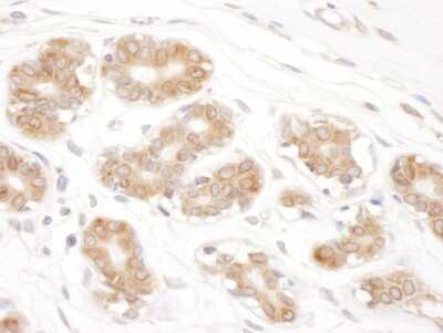 Immunohistochemistry: Ribophorin II Antibody [NBP2-32178] - Sample: FFPE section of human mammary glands. Antibody: Affinity purified rabbit anti- RPN2 used at a dilution of 1:1,000 (1ug/ml). Detection: DAB. Counterstain: IHC Hematoxylin (blue).