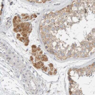 Immunohistochemistry-Paraffin: Ribophorin II Antibody [NBP1-80835] - Staining of human testis shows moderate granular cytoplasmic positivity in Leydig cells.