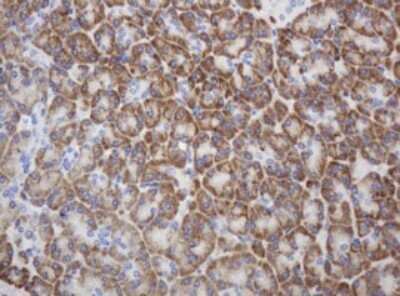 Immunohistochemistry: Ribophorin II Antibody (OTI1G9) - Azide and BSA Free [NBP2-73907] - Analysis of Human pancreas tissue. (Heat-induced epitope retrieval by 10mM citric buffer, pH6.0, 120C for 3min)