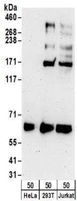 Western Blot: Ribophorin II Antibody [NBP2-32178] - Samples:  Whole cell lysate (50 ug) from HeLa, 293T, and Jurkat cells.  Antibodies:  Affinity purified rabbit anti-Ribophorin II antibody NBP2-32178 used for WB at 0.4 ug/ml.  Detection: Chemiluminescence with an exposure time of 3 minutes.