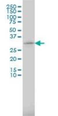 Western Blot: Ribosomal Protein S6/RPS6 Antibody (3H1-F2) [H00006194-M01] - Western Blot analysis of RPS6 expression in HL-60 ( Cat # L014V1 ).