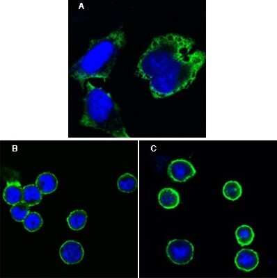 Immunocytochemistry/Immunofluorescence: Ribosomal protein S27 Antibody (7E3) [NBP2-37671] - Confocal immunofluorescence analysis of Hela cells (A), BCBL-1 cells (B) and L1210 cells (C) using MPS1 mouse mAb (green). Blue: DRAQ5 fluorescent DNA dye.