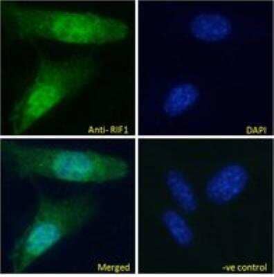 Immunocytochemistry/Immunofluorescence: Rif1 Antibody [NBP2-26129] - Analysis of paraformaldehyde fixed NIH3T3 cells, permeabilized with 0.15% Triton. Primary incubation 1hr (10 ug/mL) followed by Alexa Fluor 488 secondary antibody (2 ug/mL), showing nuclear staining. The nuclear stain is DAPI (blue). Negative control: Unimmunized goat IgG (10 ug/mL) followed by Alexa Fluor 488 secondary antibody (2 ug/mL).