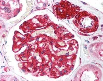 Immunohistochemistry-Paraffin: Rif1 Antibody [NB100-80875] - Staining of human kidney. Immunohistochemistry of formalin-fixed, paraffin-embedded tissue after heat-induced antigen retrieval. Antibody concentration 5 ug/ml.