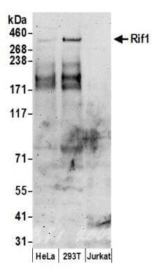 Western Blot: Rif1 Antibody [NB100-1587] - Detection of Human Rif1 by Western Blot. Samples: Whole cell lysate (50 ug) from HeLa, 293T, and Jurkat cells prepared using NETN lysis buffer. Antibodies: Affinity purified rabbit anti-Rif1 antibody NB100-1587 used for WB at 0.4 ug/ml. Detection: Chemiluminescence with an exposure time of 3 minutes.