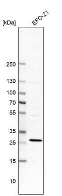 Western Blot: Rit1 Antibody [NBP2-49075] - Analysis in human cell line EFO-21.