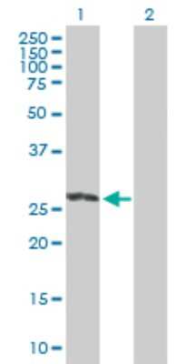 Western Blot: Rit2 Antibody [H00006014-B01P] - Analysis of RIT2 expression in transfected 293T cell line by RIT2 polyclonal antibody.  Lane 1: RIT2 transfected lysate(23.87 KDa). Lane 2: Non-transfected lysate.