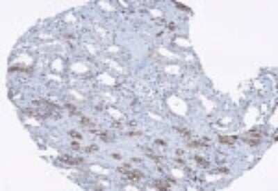 Immunohistochemistry-Paraffin Ropporin 1-like Antibody