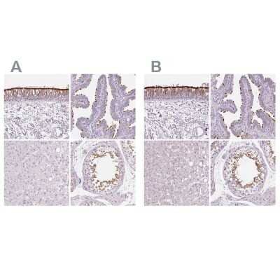 <b>Independent Antibodies Validation and Orthogonal Strategies Validation.</b>Immunohistochemistry-Paraffin: Ropporin 1-like Antibody [NBP1-90081] - Staining of human bronchus, fallopian tube, liver and testis using Anti-ROPN1L antibody NBP1-90081 (A) shows similar protein distribution across tissues to independent antibody NBP2-47299 (B).