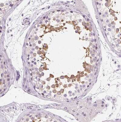 Immunohistochemistry-Paraffin: Ropporin 1-like Antibody [NBP1-90081] - Staining of human testis shows moderate cytoplasmic positivity in cells in seminiferous ducts.