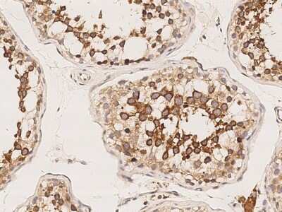 Immunohistochemistry-Paraffin: Ropporin 1-like Antibody [NBP2-99172] - Immunochemical staining of human Ropporin 1-like in human testis with rabbit polyclonal antibody (1:1000, formalin-fixed paraffin embedded sections).