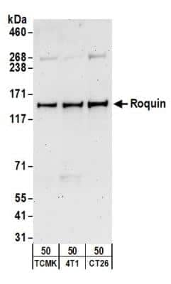 Western Blot Roquin Antibody