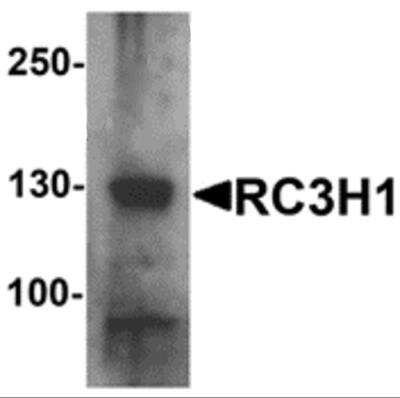 Western Blot Roquin Antibody - BSA Free