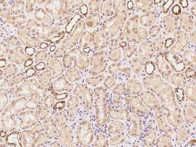 Immunohistochemistry-Paraffin: Rpn2 Antibody [NBP2-97706] - Immunochemical staining of human Rpn2 in human kidney with rabbit polyclonal antibody at 1:100 dilution, formalin-fixed paraffin embedded sections.
