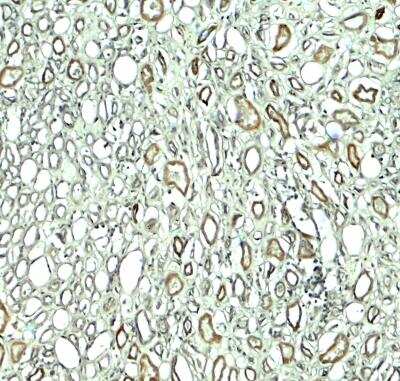 Immunohistochemistry-Paraffin: Rubicon Antibody [NBP2-81999] - Analysis of Rubicon in human kidney tissue with Rubicon antibody at 5 ug/ml.