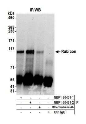 <b>Biological Strategies Validation. </b>Immunoprecipitation: Rubicon Antibody [NBP1-30461] - Detection of human Rubicon by western blot of immunoprecipitates. Samples: Whole cell lysate (0.5 or 1.0 mg per IP reaction; 20% of IP loaded) from HeLa cells prepared using NETN lysis buffer. Antibodies: Affinity purified rabbit anti-Rubicon antibody NBP1-30461 (lot NBP1-30461-2) used for IP at 6 ug per reaction. Rubicon was also immunoprecipitated by a previous lot of this antibody (lot NBP1-30461-1) and another rabbit anti-Rubicon antibody. For blotting immunoprecipitated Rubicon, NBP1-30461 was used at 1 ug/ml. Detection: Chemiluminescence with an exposure time of 30 seconds.