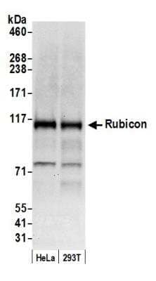 Western Blot Rubicon Antibody